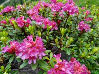 Rostblättrige Alpenrose (Rhododendron ferrugineum), Sulzenau, Sulzenauhütte