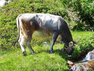 Ruhige Kuh am WildeWasserWeg bei Sulzenauhütte