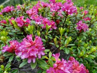 RhododendronFerrugineum