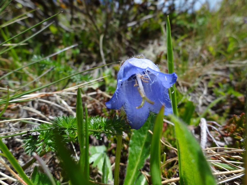 Scheuchzers Glockenblume