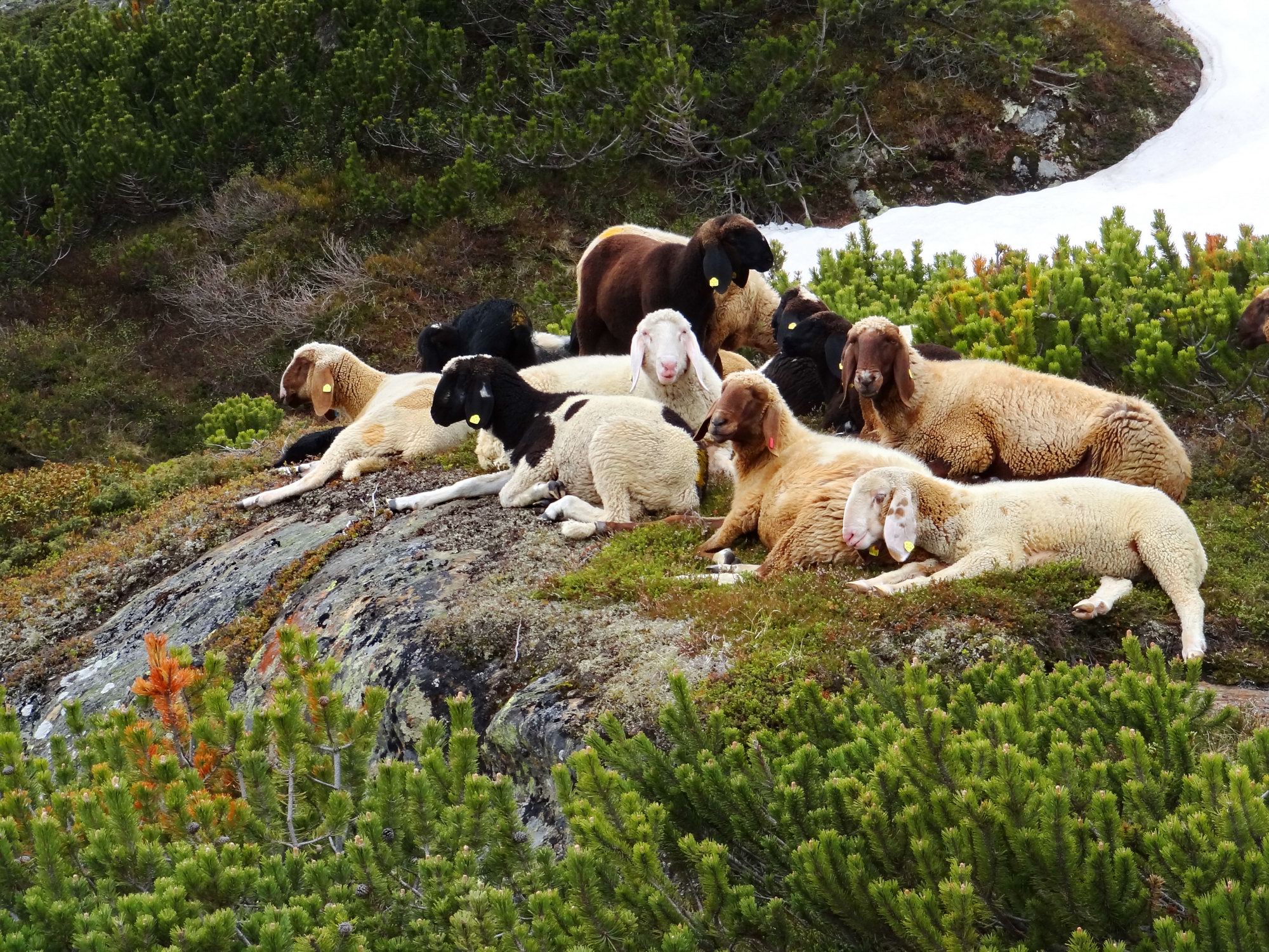 Sheeps around Sulzenau hut