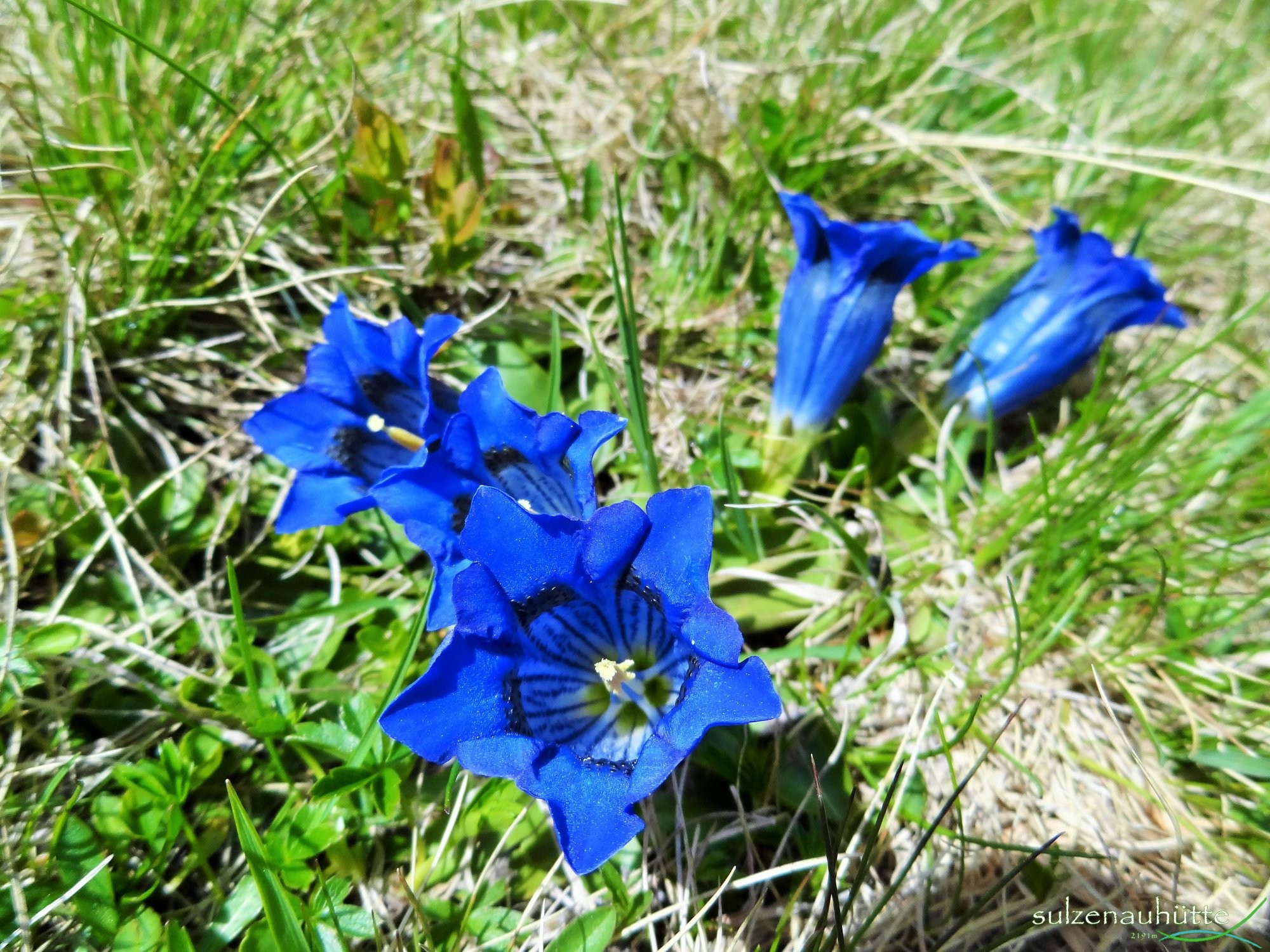 Gentian, Sulzenau, Stubai High Trail