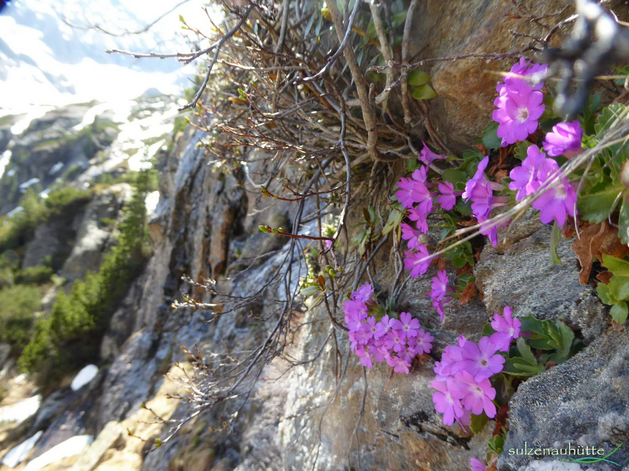 Wild Water Trail - Primula minima