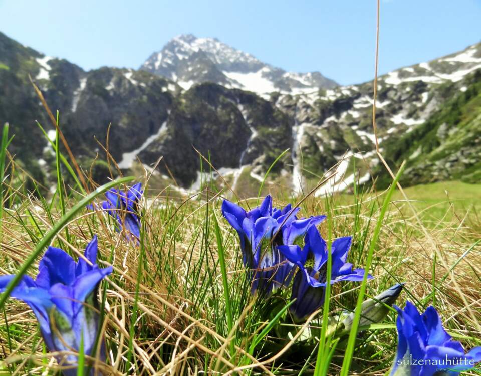 Enzian, Sulzenau