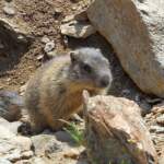 Murmeltier bei Sulzenauhütte